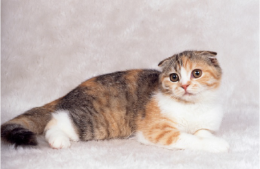 猫イメージ